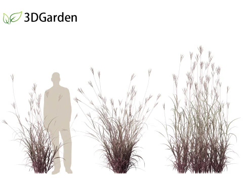 Andropogon gerardii - Big bluestem grass 01 3D Model