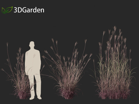 Andropogon gerardii - Big bluestem grass 01 3D Model