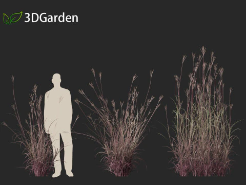 Andropogon gerardii - Big bluestem grass 01 3D Model