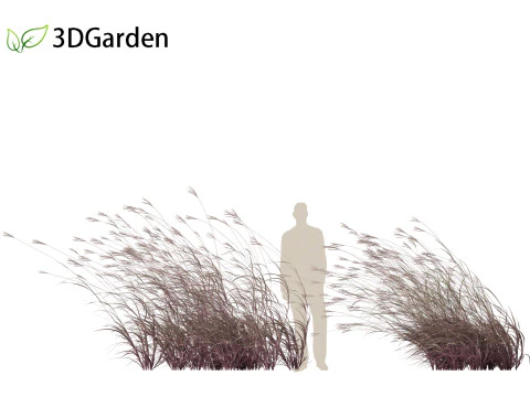 Andropogon gerardii - Grama grande de tronco azul 02 Modelo 3D