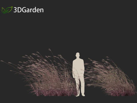 Andropogon gerardii - Grama grande de tronco azul 02 Modelo 3D