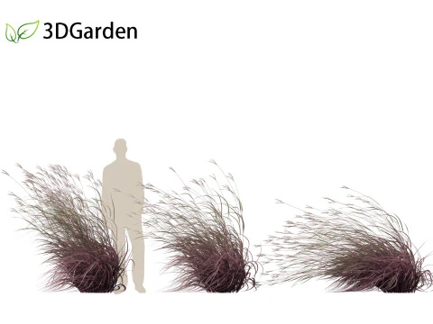 Andropogon gerardii - Grama grande de tronco azul 02 Modelo 3D
