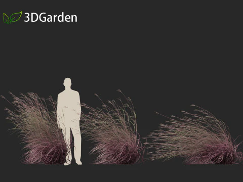 Andropogon gerardii - Grama grande de tronco azul 02 Modelo 3D