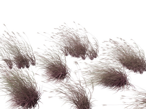 Andropogon gerardii - Big bluestem grass 02 3D Model