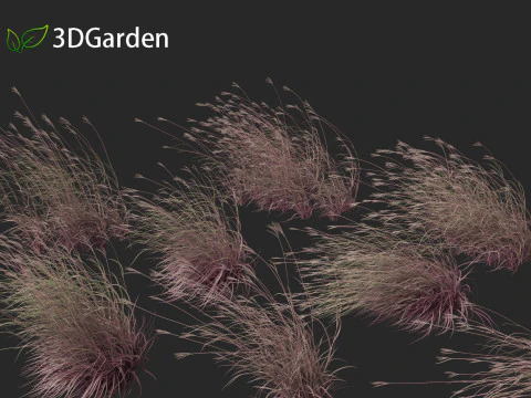 Andropogon gerardii - Grama grande de tronco azul 02 Modelo 3D