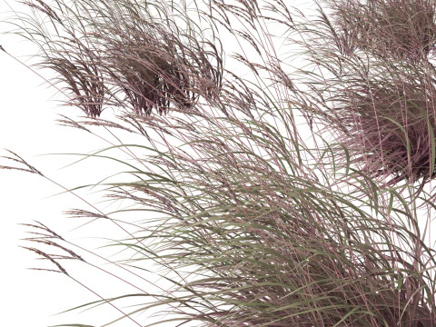 Andropogon gerardii - Grama grande de tronco azul 02 Modelo 3D