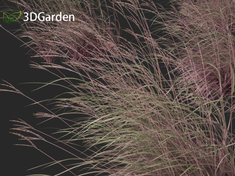 Andropogon gerardii - Big bluestem grass 02 3D Модель