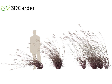 Andropogon gerardii - Big bluestem grass 02 3D Модель