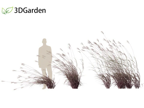 Andropogon gerardii - Grama grande de tronco azul 02 Modelo 3D