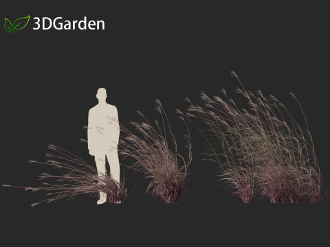 Andropogon gerardii - Grama grande de tronco azul 02 Modelo 3D