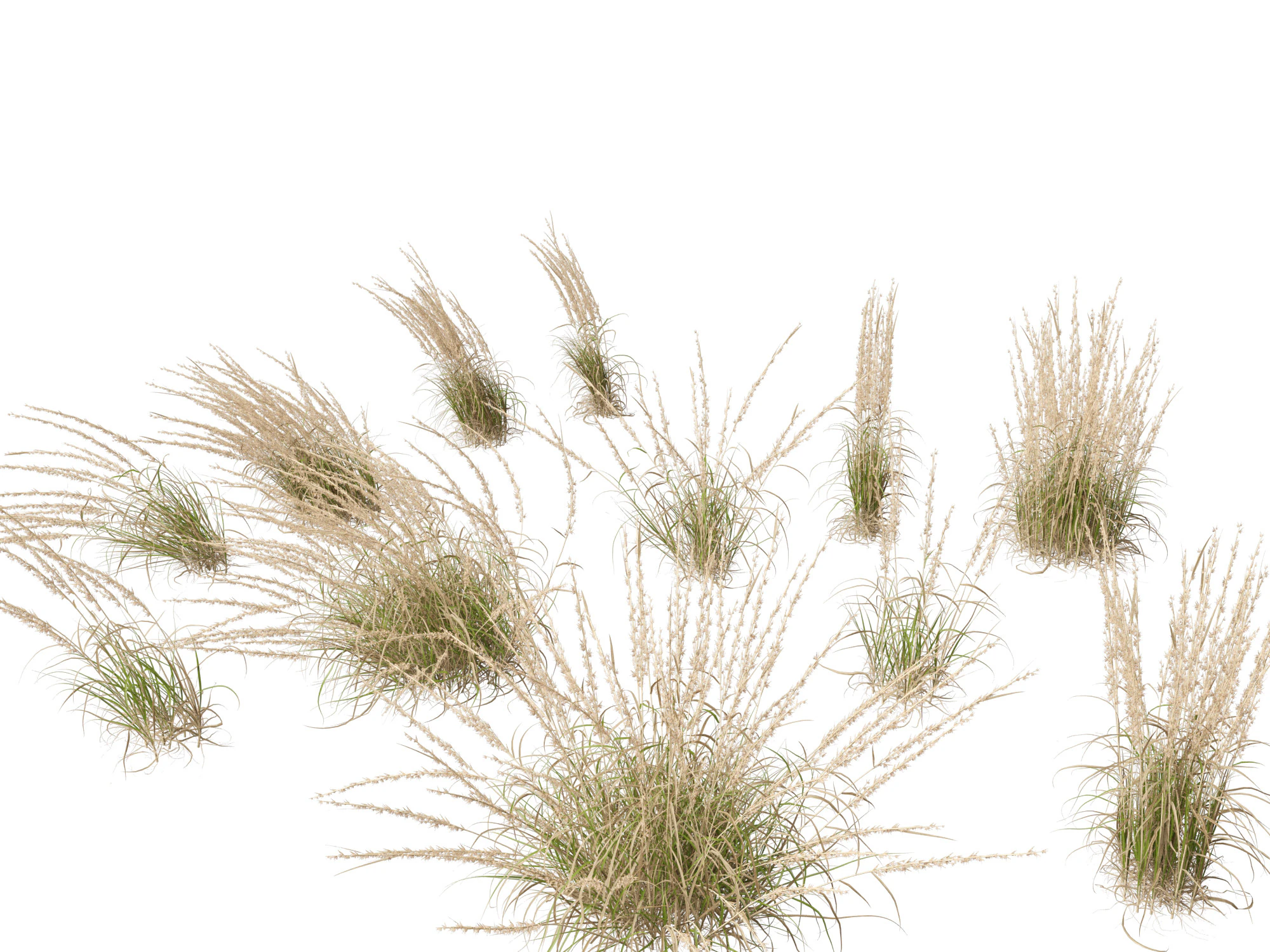 Andropogon virginicus - Broomsedge 3D Model .c4d .max .obj .3ds .fbx .stl .blend 
