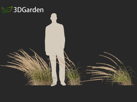 Andropogon virginicus - Broomsedge Modello 3D