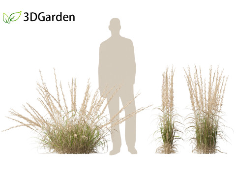 Andropogon virginicus - Broomsedge Modello 3D