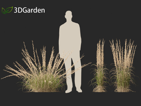 Andropogon virginicus - Broomsedge Modello 3D