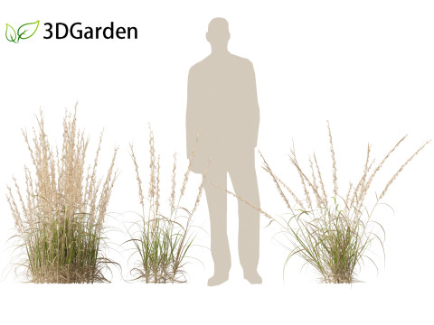 Andropogon virginicus - Broomsedge Modello 3D