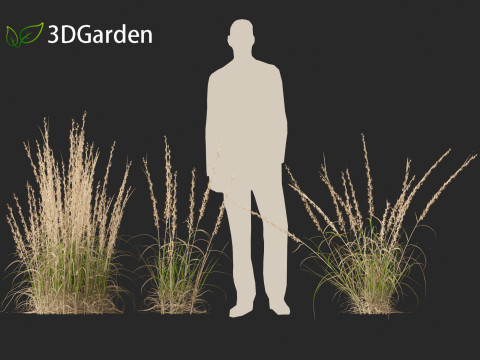 Andropogon virginicus - Broomsedge Modello 3D