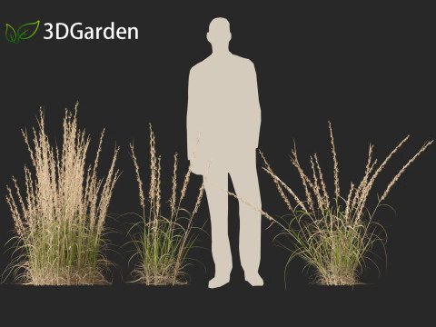 Andropogon virginicus - Broomsedge 3D Model