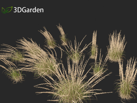 Andropogon virginicus - Broomsedge Modello 3D