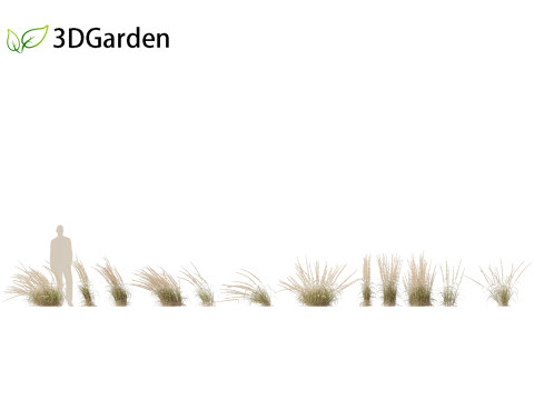 Andropogon virginicus - Broomsedge Modello 3D