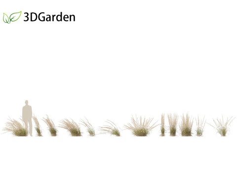Andropogon virginicus - Broomsedge 3D Model
