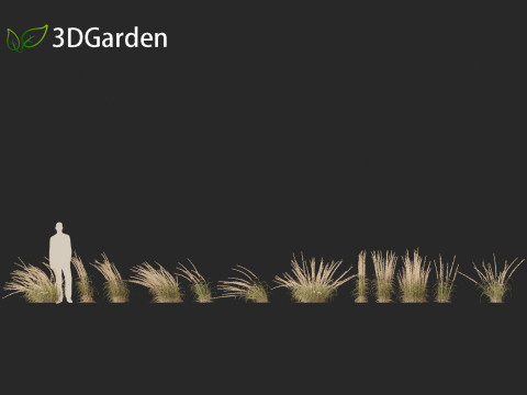 Andropogon virginicus - Broomsedge Modello 3D