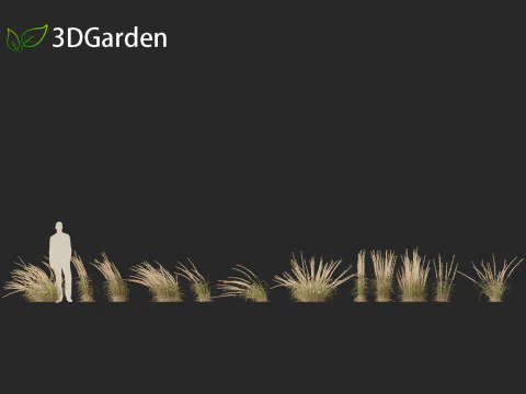 Andropogon virginicus - Broomsedge 3D Model