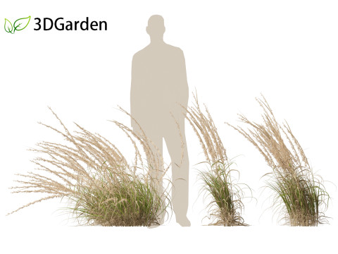 Andropogon virginicus - Broomsedge Modello 3D