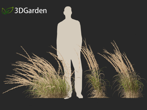 Andropogon virginicus - Broomsedge Modello 3D