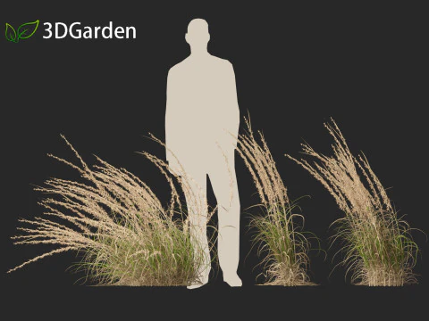 Andropogon virginicus - Broomsedge 3D Model
