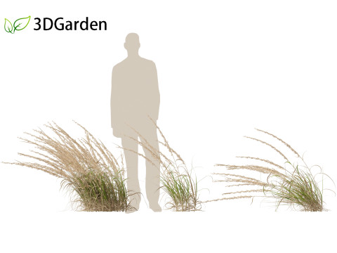 Andropogon virginicus - Broomsedge Modello 3D