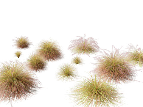 Anemanthele lessoniana - New zealand wind grass 01 3D 모델