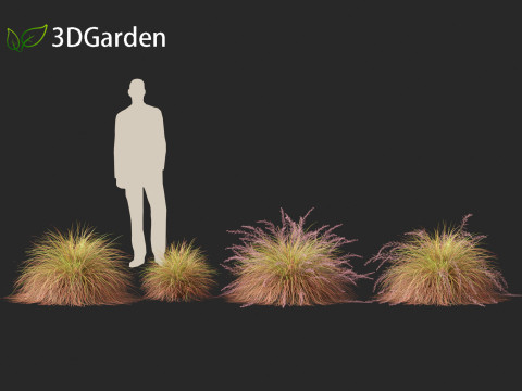 Anemanthele lessoniana - New zealand wind grass 01 3D Model