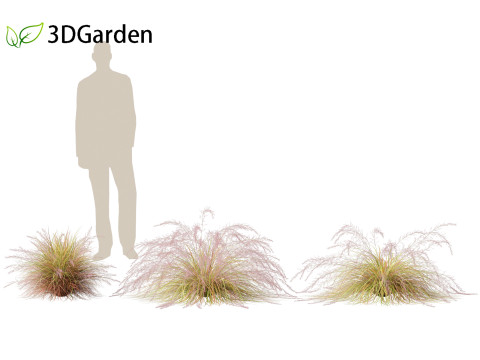 Anemanthele lessoniana - New zealand wind grass 01 3D Model