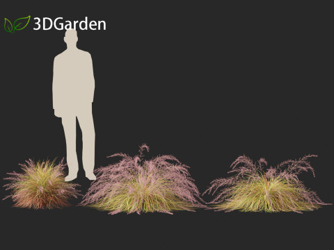 Anemanthele lessoniana - New zealand wind grass 01 3D Model