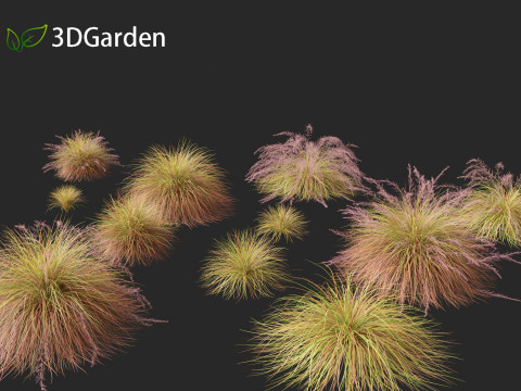 Anemanthele lessoniana - New zealand wind grass 01 3D Model