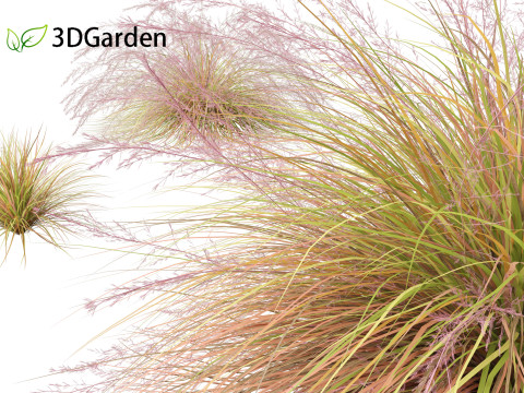 Anemanthele lessoniana - New zealand wind grass 01 3D Model