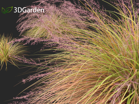 Anemanthele lessoniana - New zealand wind grass 01 3D Model