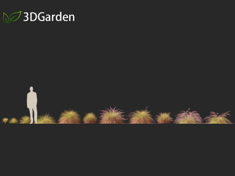 Anemanthele lessoniana - New zealand wind grass 01 3D Model