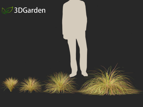 Anemanthele lessoniana - New zealand wind grass 01 3D Model