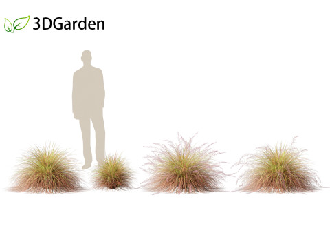 Anemanthele lessoniana - New zealand wind grass 01 3D Model