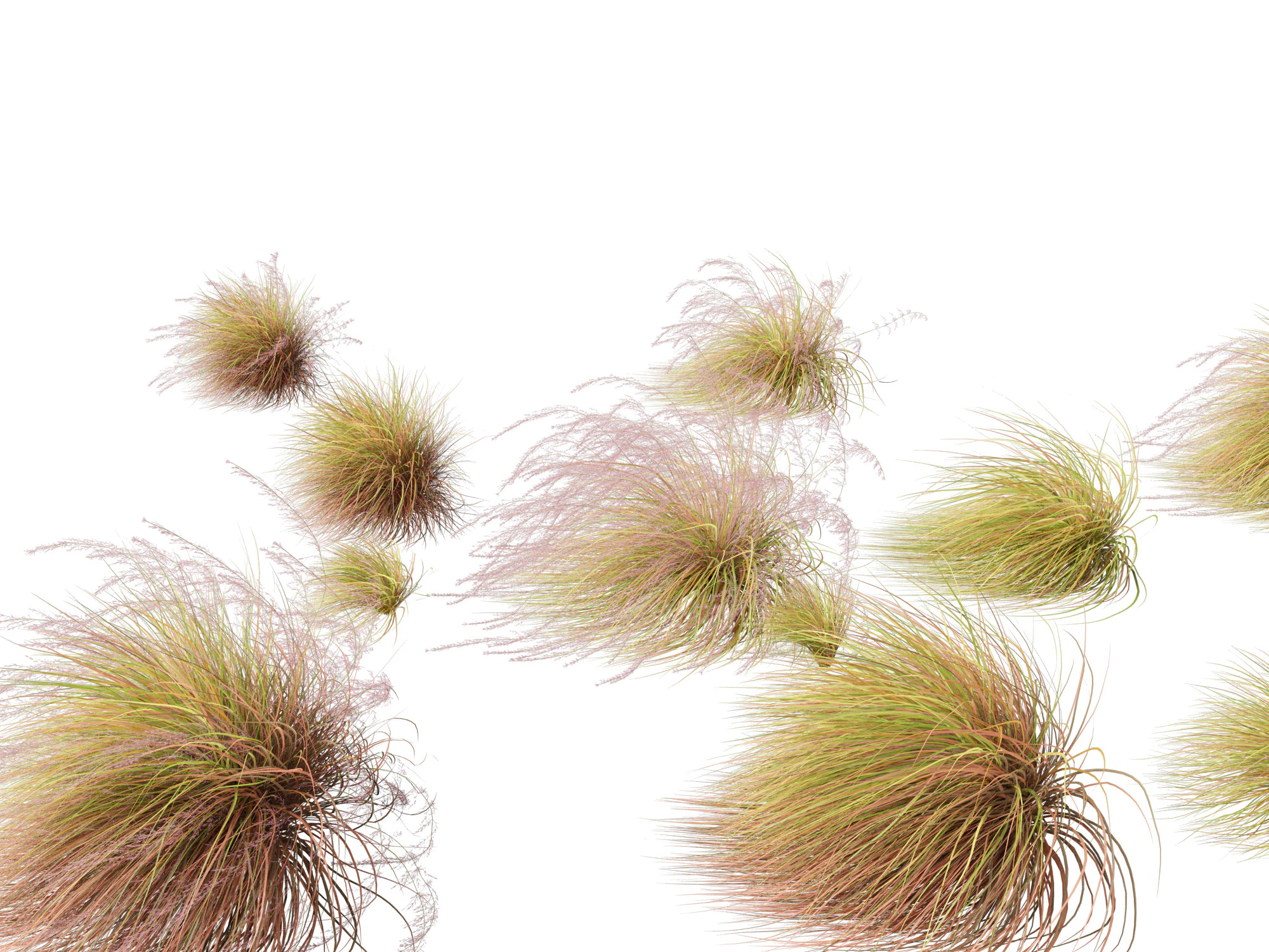 Anemanthele lessoniana - New zealand wind grass 02 3D Model .c4d .max .obj .3ds .fbx .stl .blend 