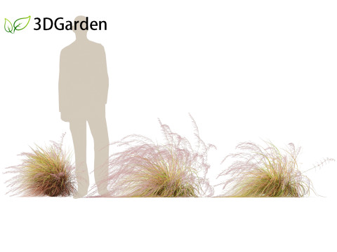 Anemanthele lessoniana - New zealand wind grass 02 3D Model