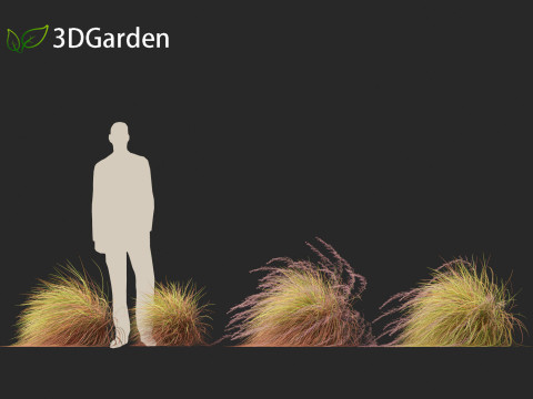 Anemanthele lessoniana - New zealand wind grass 02 3D Model