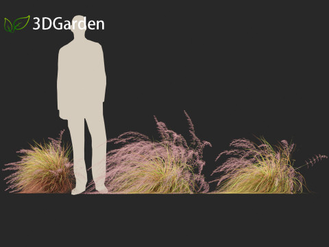 Anemanthele lessoniana - New zealand wind grass 02 3D Model