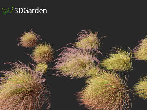 Anemanthele lessoniana - New zealand wind grass 02 3D Model