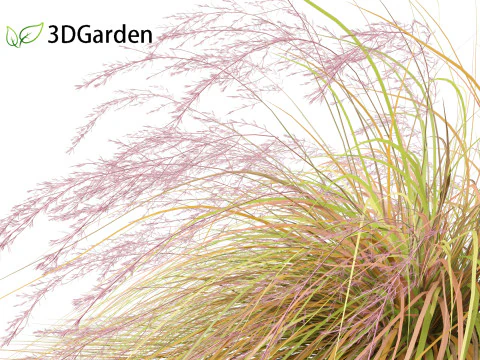 Anemanthele lessoniana - New zealand wind grass 02 3D Model