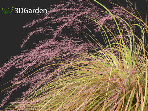 Anemanthele lessoniana - New zealand wind grass 02 3D Model