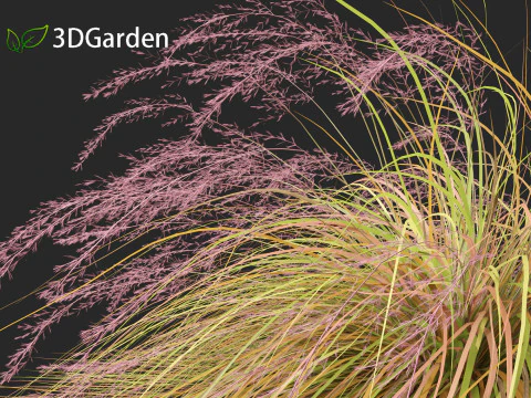 Anemanthele lessoniana - New zealand wind grass 02 3D Model