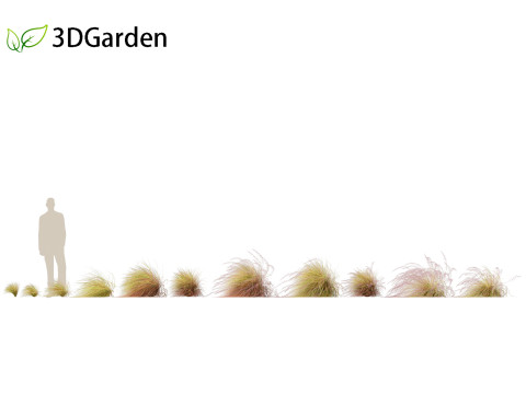 Anemanthele lessoniana - New zealand wind grass 02 3D Model