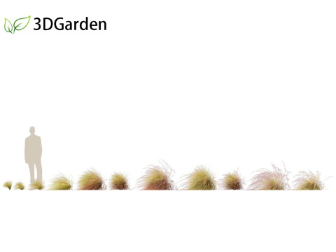 Anemanthele lessoniana - New zealand wind grass 02 3D Model